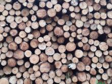 Sprzedaż drewna, choinek i stroiszu