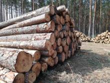 Nowe zasady sprzedaży detalicznej drewna