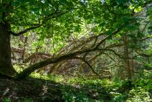 Mapa obszarów o szczególnych wartościach ochronnych (HCV).